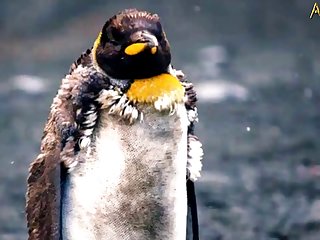 5.seal Fucking Pangwin