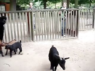 16.lama Fucking Goat