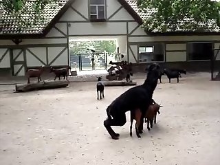 16.lama Fucking Goat