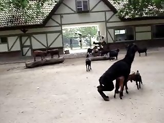 16.lama Fucking Goat