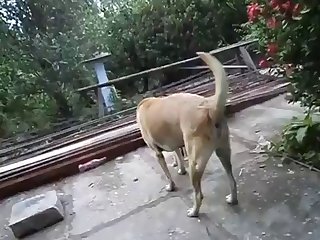 12.dog Fucking Cat