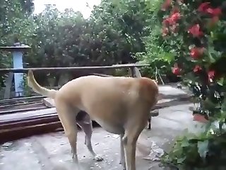 12.dog Fucking Cat