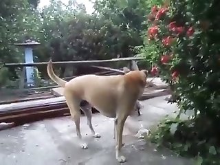 12.dog Fucking Cat