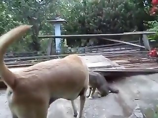 12.dog Fucking Cat