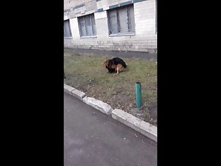 8.dog Fucking Cat