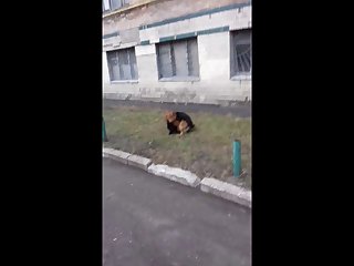8.dog Fucking Cat