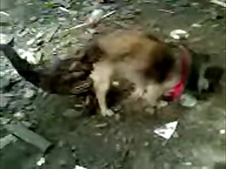 27.dog Knotted To Bird