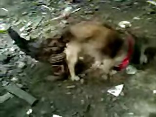 27.dog Knotted To Bird