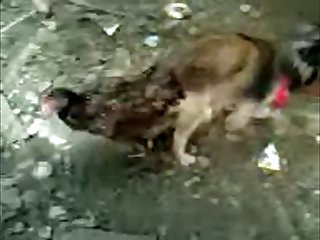 27.dog Knotted To Bird