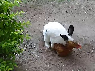 35.rabbit Fucking Chicken