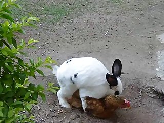 35.rabbit Fucking Chicken