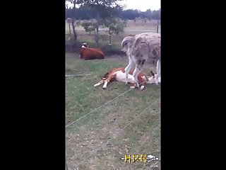 4.lama Fucking Goat
