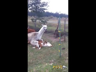 4.lama Fucking Goat
