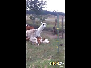 4.lama Fucking Goat