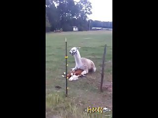 4.lama Fucking Goat