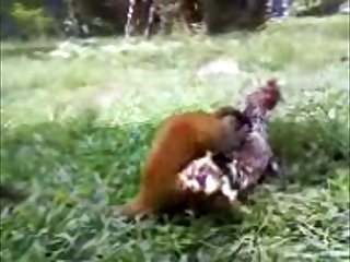 33.monkey Fucking Chicken