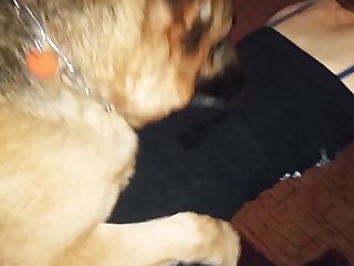 Animal Sex Girls Video