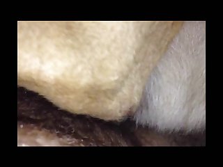 Vibin Zoo Porn