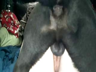 Hot Porn Animal Sex