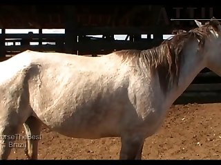 Stallion Vs Mare Sc 3