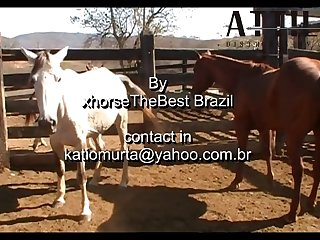 Stallion Vs Mare Sc 3