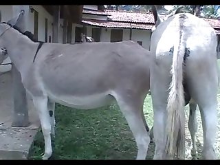 Donkey Female Virgin First Time