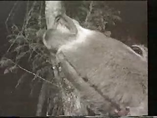 B8595 Huge Donkey Cock