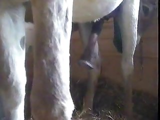 Donkey Cumshot Private