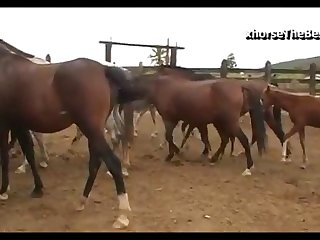 Stallion Vs Mare Virgin 01