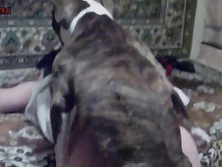 New Amateur Dog Porn