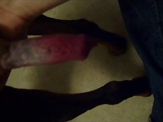 Dog Porn With Hot Girl
