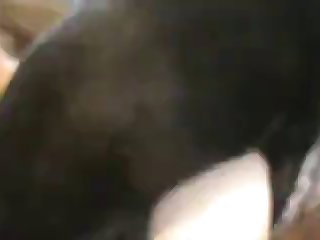 Animal Sex Ideos