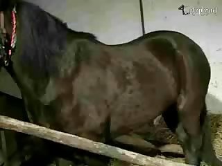 Zoo Porn Teen Horse