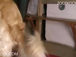 Patreon Dog Xxx