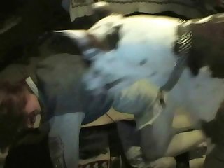 Beautiful Girls Dog Xxx