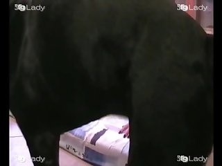 Man Fuck Small Dog Xxx