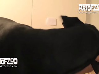 Animated Dog Xxx Gif