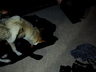 Young Girl Fucked By Dog Xxx