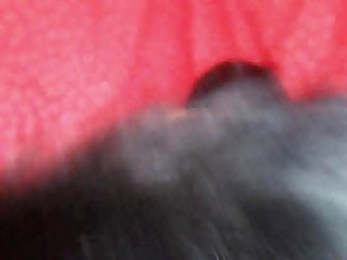 Sodomie Dog Xxx