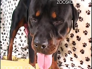 Man Creampie Dog Xxx