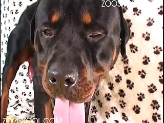 Man Creampie Dog Xxx