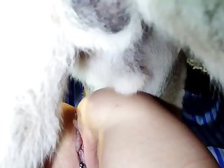 Watching Dog Xxx
