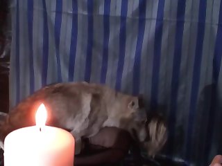Watching Dog Xxx