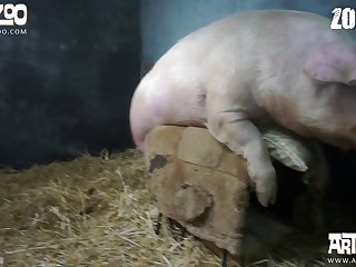 Zoophilie Sex Geschichte