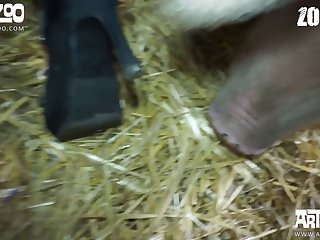 Zoophilie Sex Geschichte
