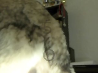 Mimi Dog Xxx Comic