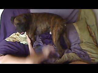 Vanessa Dog Xxx