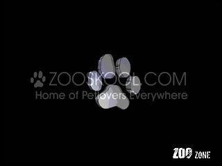 Art Of Zoo 2025