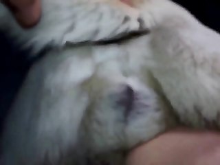 Cuckold By Dog Xxx