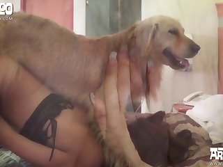Dane Dog Xxx